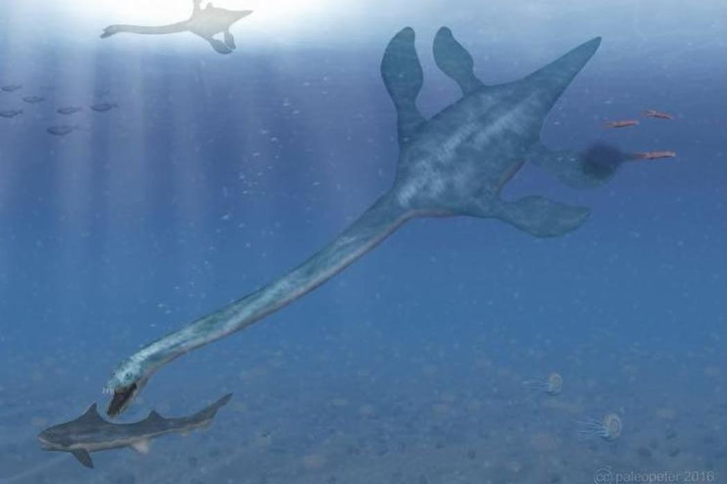 A medical scan reveals the secrets of New Zealand's extinct marine ...